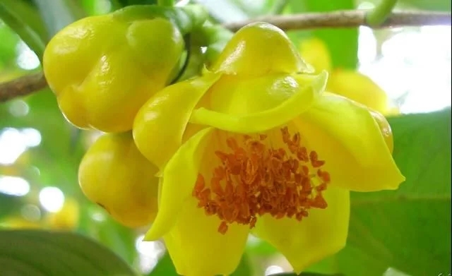 尋找發(fā)現(xiàn)國(guó)寶級(jí)珍稀植物金花茶