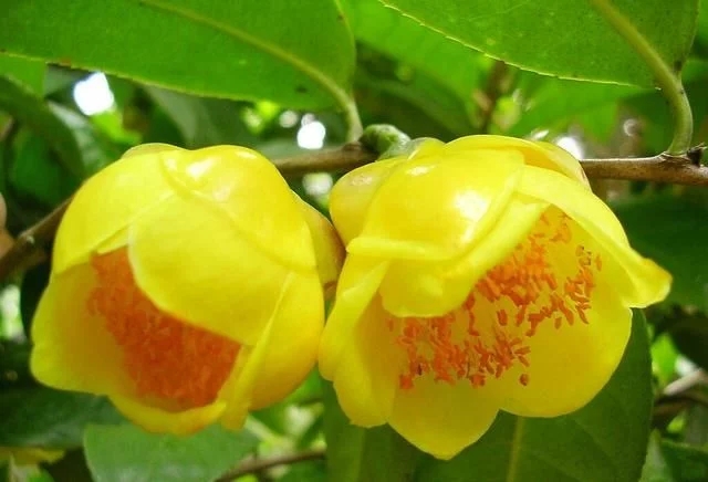 尋找發(fā)現(xiàn)國(guó)寶級(jí)珍稀植物金花茶