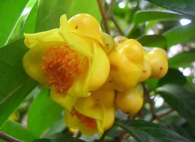 尋找發(fā)現(xiàn)國(guó)寶級(jí)珍稀植物金花茶