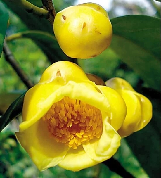 尋找發(fā)現(xiàn)國(guó)寶級(jí)珍稀植物金花茶