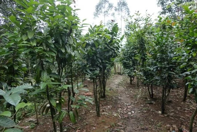 尋找發(fā)現(xiàn)國(guó)寶級(jí)珍稀植物金花茶