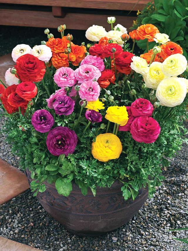 養這5種球根花卉，年年開花爆盆