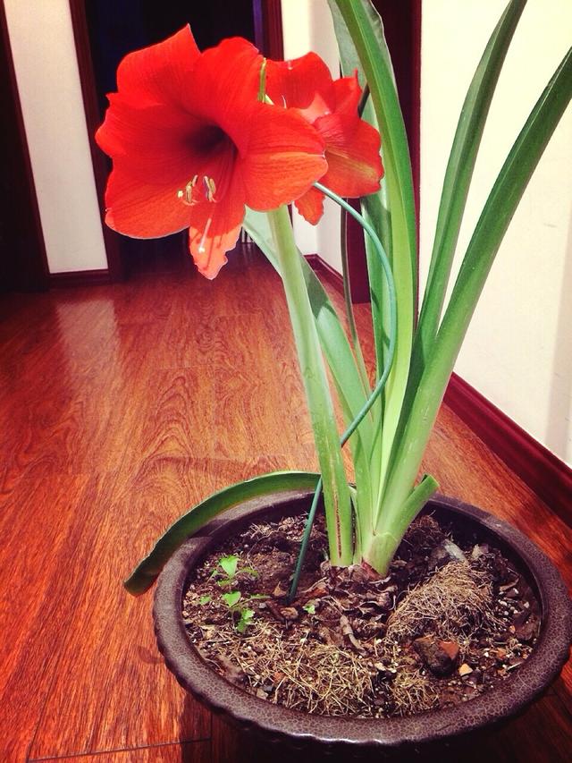 養這5種球根花卉，年年開花爆盆