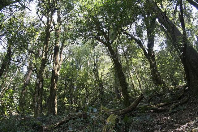野生茶、臺地茶、喬木茶、古樹茶都是指什么