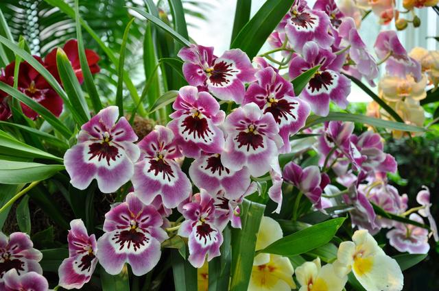 直接用它養蘭花，比市面蘭花土好10倍！