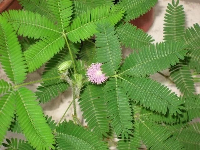世界上最神奇的植物，會爆炸還能“跑”