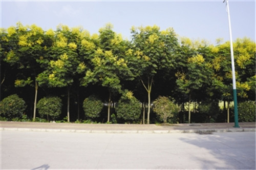 滁州市吹響創(chuàng)建國(guó)家森林城市號(hào)角