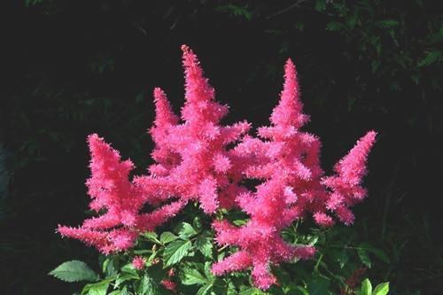 這些花卉植物，在任何地方都可以養(yǎng)殖的很好