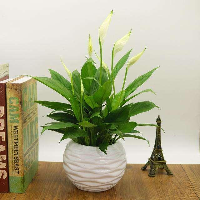 這些花卉植物，在任何地方都可以養(yǎng)殖的很好