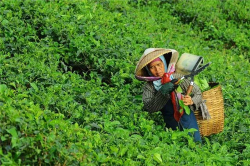 休閑農業經營的10大經驗