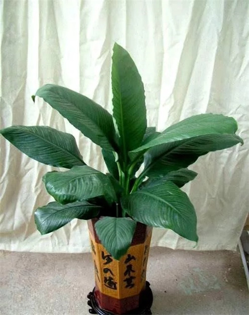 這8種植物是凈化空氣的能手，關鍵好養活！