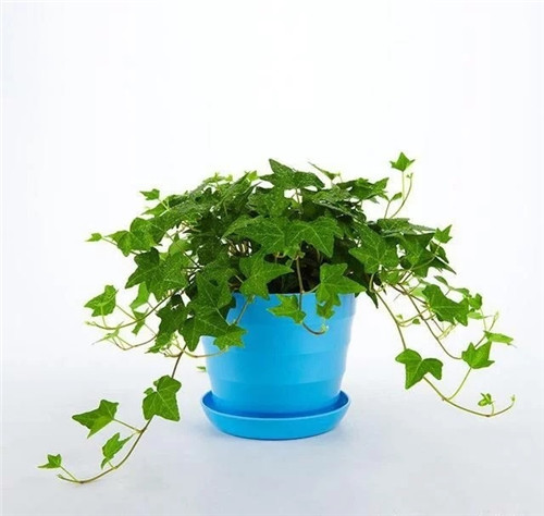 這8種植物是凈化空氣的能手，關鍵好養活！