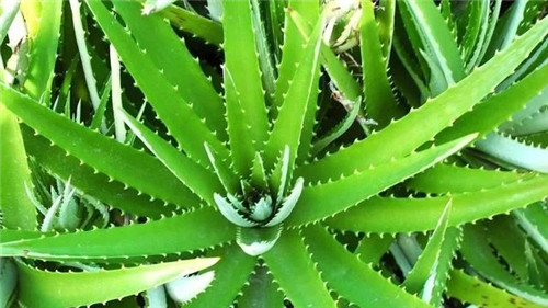 這8種植物是凈化空氣的能手，關鍵好養活！
