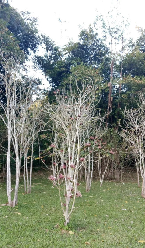 煙火樹(shù)，大青屬植物在古籍中的描述