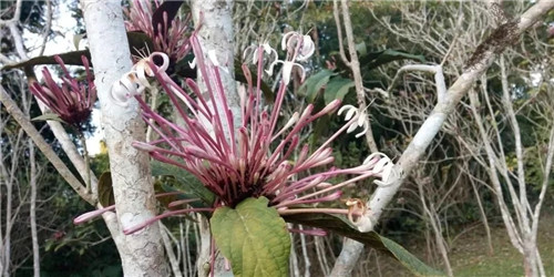 煙火樹(shù)，大青屬植物在古籍中的描述