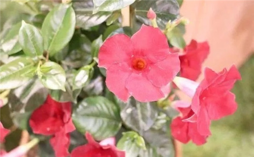 特別適合養(yǎng)成盆栽爬藤花卉的紅蟬花
