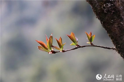 云南大理發(fā)現(xiàn)瀕危野生植物領(lǐng)春木