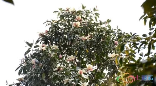 發(fā)現大理云龍縣發(fā)現國家珍稀瀕危保護植物