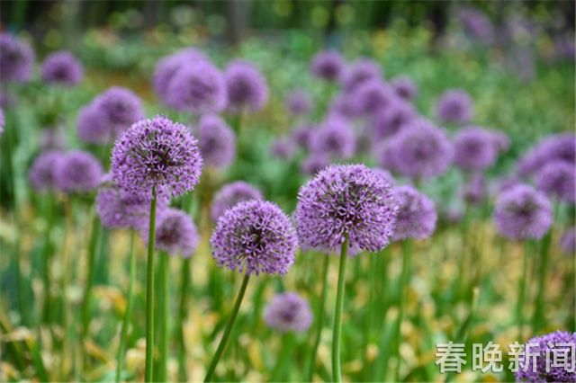 蔥花綻放昆明植物園！這么美的“廚房三寶”