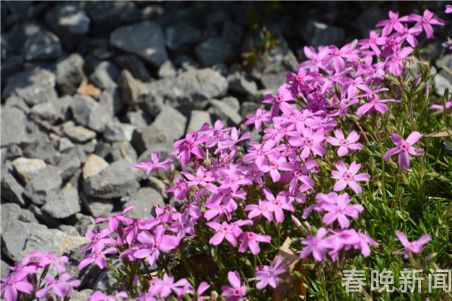 蔥花綻放昆明植物園！這么美的“廚房三寶”