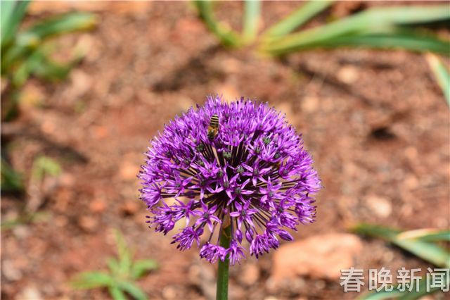 蔥花綻放昆明植物園！這么美的“廚房三寶”