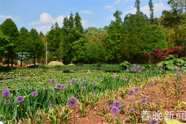 蔥花綻放昆明植物園！這么美的“廚房三寶”