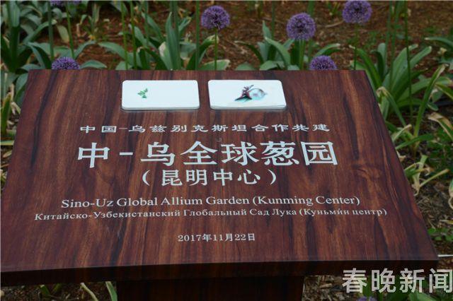 蔥花綻放昆明植物園！這么美的“廚房三寶”