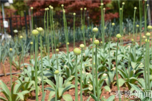 蔥花綻放昆明植物園！這么美的“廚房三寶”