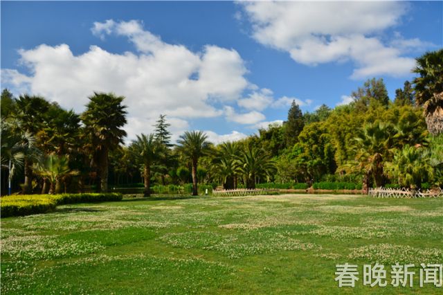 蔥花綻放昆明植物園！這么美的“廚房三寶”