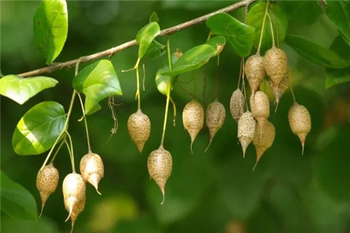 我國(guó)幾種珍稀瀕危植物