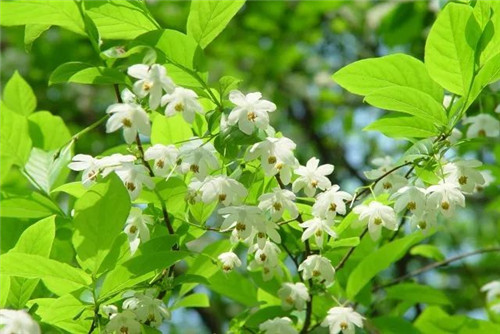 我國(guó)幾種珍稀瀕危植物