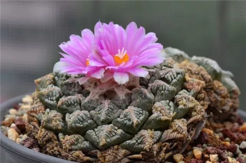 我國(guó)幾種珍稀瀕危植物
