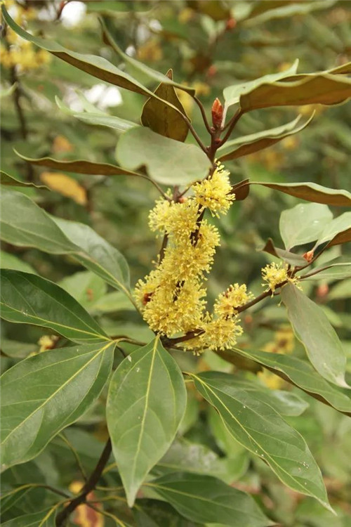 我國(guó)幾種珍稀瀕危植物