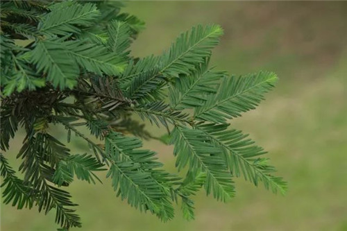 我國(guó)幾種珍稀瀕危植物