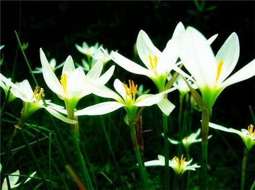球根花卉如何養(yǎng)護