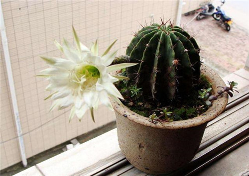 農(nóng)村最普通的花卉，從來(lái)不用澆水