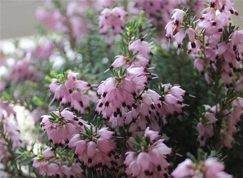 歐石楠——花朵漂亮高雅，花期長(zhǎng)