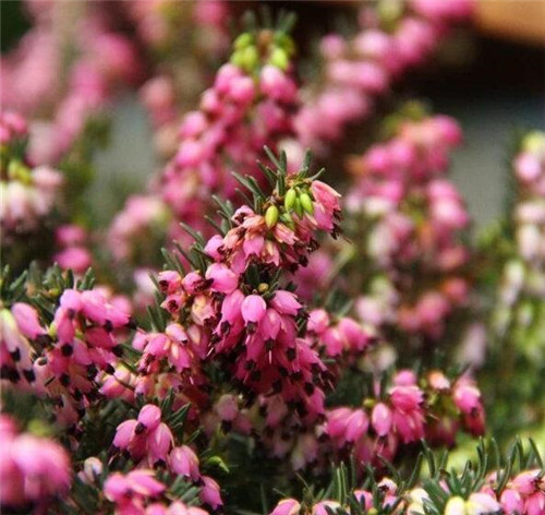 歐石楠——花朵漂亮高雅，花期長(zhǎng)