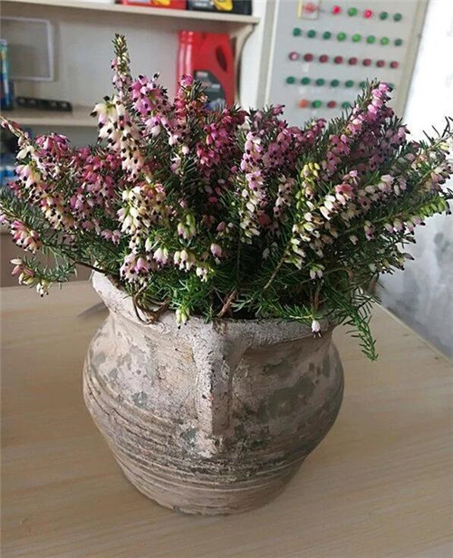 歐石楠——花朵漂亮高雅，花期長(zhǎng)