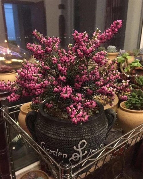 歐石楠——花朵漂亮高雅，花期長(zhǎng)