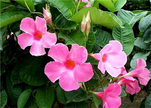 這8種夏天開花植物，越曬太陽，開花越猛