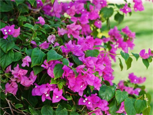 這8種夏天開花植物，越曬太陽，開花越猛