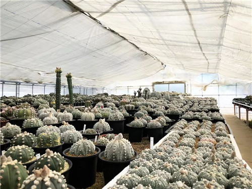 日本人對于瀕危植物的關(guān)注度遠高于櫻花