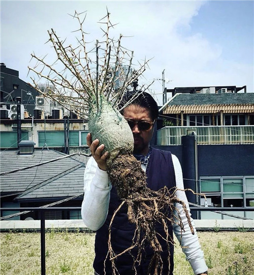日本人對于瀕危植物的關(guān)注度遠高于櫻花