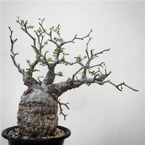 日本人對于瀕危植物的關(guān)注度遠高于櫻花