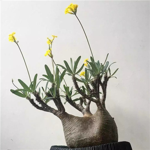 日本人對于瀕危植物的關(guān)注度遠高于櫻花