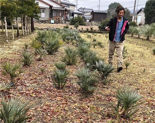 日本人對于瀕危植物的關(guān)注度遠高于櫻花