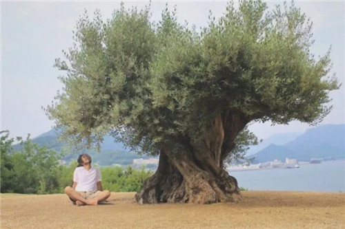 日本人對于瀕危植物的關(guān)注度遠高于櫻花