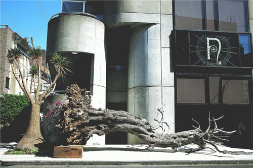日本人對于瀕危植物的關(guān)注度遠高于櫻花