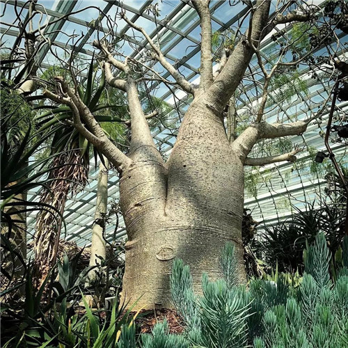 日本人對于瀕危植物的關(guān)注度遠高于櫻花